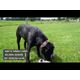 Holland Country Dog Daisy - pluszowa zabawka dla psa