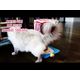 KONG Play Spaces CATbana - drapak dla kota z półką do wskakiwania, z zabawkami i kocimiętką