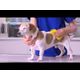 Pet+Me Medium Silicone Brush Yellow - szczotka silikonowa dla psa, o sierści krótkiej i gęstej, długiej i jedwabistej lub szorstkowłosego