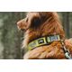 Hurtta Weekend Warrior Collar Neon Lemon - wodoodporna obroża dla psa