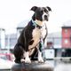 Max&Molly GOTCHA! Smart ID Ocean Collar - obroża z zawieszką smart Tag dla psa