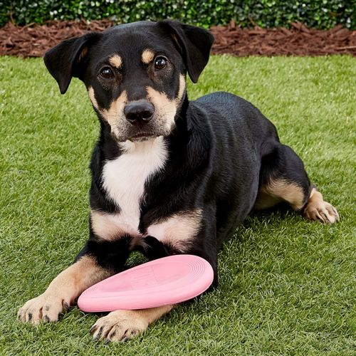 Kong puppy shop frisbee