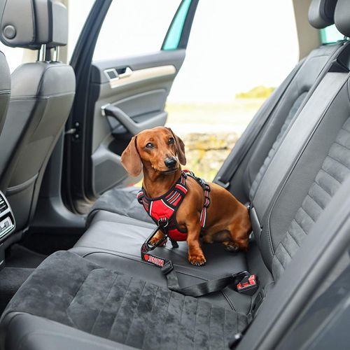 Kong seat belt leash shop