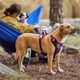 Hurtta Weekend Warrior Harness II ECO Eggplant - szelki dla aktywnych psów