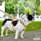 Dashi Snooze Back Harness - regulowane szelki guard dla psa, wzór panda
