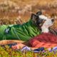 Hurtta Expedition Parka II Parsley - wodoodporna kurtka zimowa dla psa, zielona