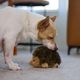 Outward Hound Hedgehogz Dog Toy - maskotka dla psa, pluszowy jeż z piszczałką