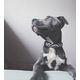 Max&Molly GOTCHA! Smart ID Zebra Collar - obroża z zawieszką smart Tag dla psa