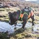 Julius-K9 Multifunctional Vest Orange - kamizelka do pływania da psa, rehabilitacyjna
