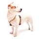 Max&Molly GOTCHA! Smart ID Summertime Collar - obroża z zawieszką smart Tag dla psa