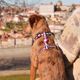 Dashi Stripes Purple & Black Back Harness - regulowane szelki guard dla psa, paski fioletowo-czarne