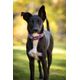 Hurtta Weekend Warrior Collar Currant - wodoodporna obroża dla psa