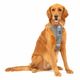 Kurgo Enhanced Strength Tru-Fit Smart Harness Charcoal - szelki samochodowe dla psa, szare