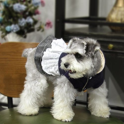 Dobaz dog clothes 2025