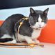 Dashi Stripes Orange & Black Cat Harness + Leash - szelki i smycz dla kota, zestaw, pomarańczowo-czarne paski