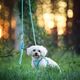 Max&Molly Rope Leash Matrix 2.0 200cm Turquoise - przepinana smycz linowa dla psa, turkusowa