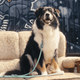 Max&Molly Rope Leash Matrix 2.0 200cm Jade - przepinana smycz linowa dla psa, miętowa