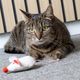 Flamingo Cat Lovu Mouse - zabawka z kocimiętką, mysz z grzywką i z dużym nosem
