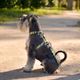 Dashi Avocado Back Harness - regulowane szelki guard dla psa, wzór awokado