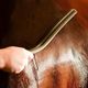 Wahl Horse Sweat Scraper 40cm - gumowa ściągaczka do wody i potu dla konia