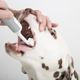 Cleany Teeth for Dogs Starter Pack - szczoteczka ultradźwiękowa dla psa, do usuwania kamienia nazębnego