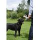 Holland Tiny Country Dog Lucky - pluszowy jamnik dla psa