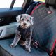 KONG Travel Deluxe Swivel Tether - amortyzowany pas bezpieczeństwa do auta, dla psów