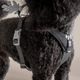 Hurtta Seeker Harness Raven- regulowane szelki dla małych i średnich psów, czarne