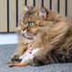 Flamingo Cat Lovu Star - zabawka z kocimiętką, gwiazdka z piórkami