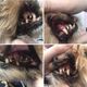 Cleany Teeth for Dogs Starter Pack 2.0 - szczoteczka ultradźwiękowa dla psa, do usuwania kamienia nazębnego, model 2024