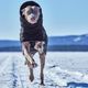 Hurtta Extreme Warmer III Eco Raven - wodoodporna kurtka zimowa dla psa zimowa, z podszewką utrzymującą ciepło