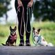 Max&Molly Rope Leash Matrix 2.0 200cm Lavender - przepinana smycz linowa dla psa, fioletowa