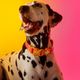 Dashi Lumix Solar Collar - obroża dla psa, różowo-żółta