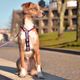Dashi Stripes Purple & Black Back Harness - regulowane szelki guard dla psa, paski fioletowo-czarne