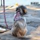 Dashi Donut Back Harness - regulowane szelki guard dla psa, wzór pączek