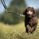 Max&Molly Rope Leash Matrix 2.0 200cm Black - przepinana smycz linowa dla psa, czarna