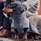 Hurtta Expedition Parka II Blackberry - wodoodporna kurtka zimowa dla psa, szara