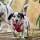 Hurtta Weekend Warrior Harness II ECO Ruby - szelki dla aktywnych psów