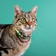 Dashi Avocado Cat Collar - obroża dla kota, wzór awokado
