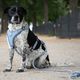 Max&Molly Rope Leash Matrix 2.0 200cm Ocean - przepinana smycz linowa dla psa, niebieska