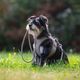 Max&Molly Rope Leash Matrix 2.0 200cm Sand - przepinana smycz linowa dla psa, piaskowy beż
