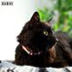 Dashi Donut Cat Collar - obroża dla kota, kolorowa, wzór pączek