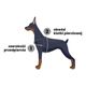 Dashi Stripes Green & Red Front Harness - szelki norweskie dla psa, no-pull, paski zielono-czerwone