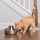PetSafe Seaside Stainless Steel Pet Fountain 1,8L - fontanna dla kota i psa, ze stali nierdzewnej