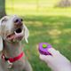 PetSafe Click-R Training Tool - kliker dla psa, kota, fioletowy