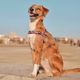 Dashi Stripes Purple & Black Front Harness - szelki norweskie dla psa, no-pull, paski fioletowo-czarne