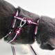 Dashi Stripes Purple & Black Cat Harness + Leash - szelki i smycz dla kota, zestaw, fioletowo-czarne paski