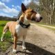 Max&Molly GOTCHA! Smart ID Matrix 2.0 Extra Wide Collar Black - szeroka obroża dla psa z identyfikatorem QR, czarna