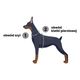 Dashi La Casa De Papel Melted Back Harness - regulowane szelki guard dla psa, motyw z serialu Dom z Papieru, grafitowe