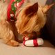 Dashi Xmas Plush Kane 17cm - świąteczna zabawka dla psa, pluszowa laska cukrowa, szeleszcząca